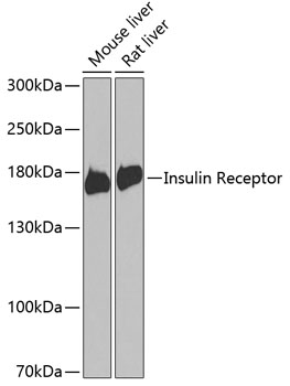 Insulin Receptor Rabbit pAb