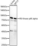 Western blot - PI3 Kinase p85 alpha Rabbit pAb (A0054)