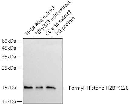 Formyl-Histone H2B-K120 Rabbit mAb
