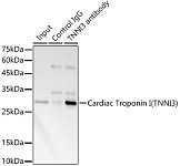 Western blot - Cardiac Troponin I (TNNI3) Rabbit pAb (A0152)