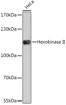 Hexokinase II Rabbit pAb