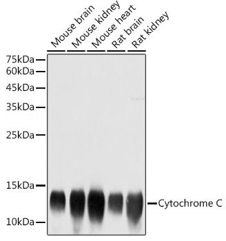 Cytochrome C Rabbit pAb