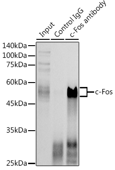 c Fos Rabbit pAb Polyclonal Antibodies ABclonal