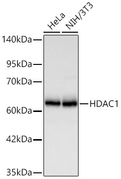 [KD Validated] HDAC1 Rabbit pAb