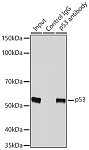 Western blot - p53 Rabbit pAb (A0263)