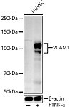 Western blot - VCAM1 Rabbit pAb (A0279)