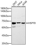 Western blot - HSP70 Rabbit pAb (A0284)