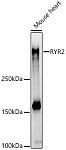 Western blot - RYR2 Rabbit pAb (A0298)