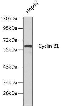 Cyclin B1 Rabbit pAb