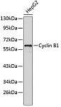 Western blot - Cyclin B1 Rabbit pAb (A0381)
