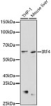 Western blot - IRF4 Rabbit pAb (A0524)