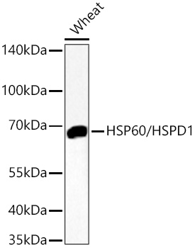 HSP60/HSPD1 Rabbit mAb