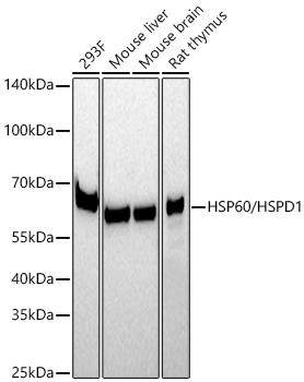 HSP60/HSPD1 Rabbit mAb