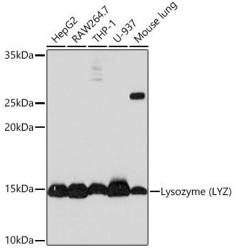 Lysozyme (LYZ) Rabbit mAb