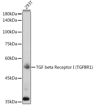 TGF beta Receptor I (TGFBR1) Rabbit pAb