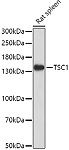 Western blot - TSC1 Rabbit pAb (A0720)
