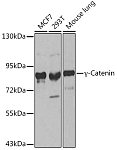 Western blot - γ-Catenin Rabbit pAb (A0963)