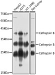 Western blot - Cathepsin B Rabbit pAb (A0967)