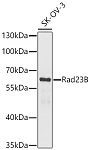 Western blot - Rad23B Rabbit pAb (A1034)