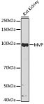 Western blot - MVP Rabbit mAb (A1039)
