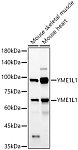 Western blot - YME1L1 Rabbit pAb (A10402)