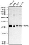 Western blot - TYMS Rabbit pAb (A10441)