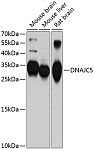 Western blot - DNAJC5 Rabbit pAb (A10489)