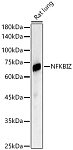 Western blot - NFKBIZ Rabbit pAb (A10492)