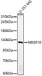 Western blot - MEGF10 Rabbit pAb (A10508)