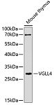 Western blot - VGLL4 Rabbit pAb (A10578)
