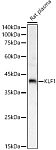 Western blot - KLF1 Rabbit pAb (A10581)