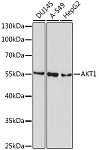 Western blot - AKT1 Mouse mAb (A10605)