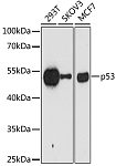 Western blot - p53 Mouse mAb (A10610)