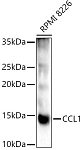 Western blot - CCL1 Rabbit pAb (A10670)