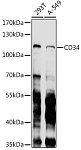 Western blot - CD34 Mouse mAb (A10798)