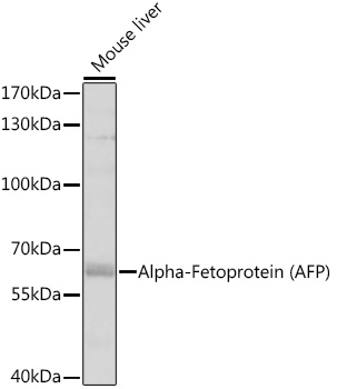 Alpha-Fetoprotein (AFP) Rabbit pAb