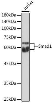 Smad1 Rabbit pAb