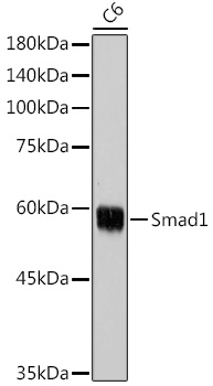 Smad1 Rabbit pAb