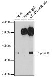 Western blot - Cyclin D1 Rabbit pAb (A11022)