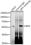 Western blot - IRF5 Rabbit mAb (A11106)