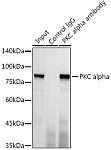 Western blot - PKC alpha Rabbit mAb (A11107)