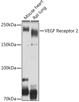 VEGF Receptor 2 Rabbit pAb
