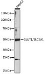 Western blot - GLUT1/SLC2A1 Rabbit pAb (A11208)