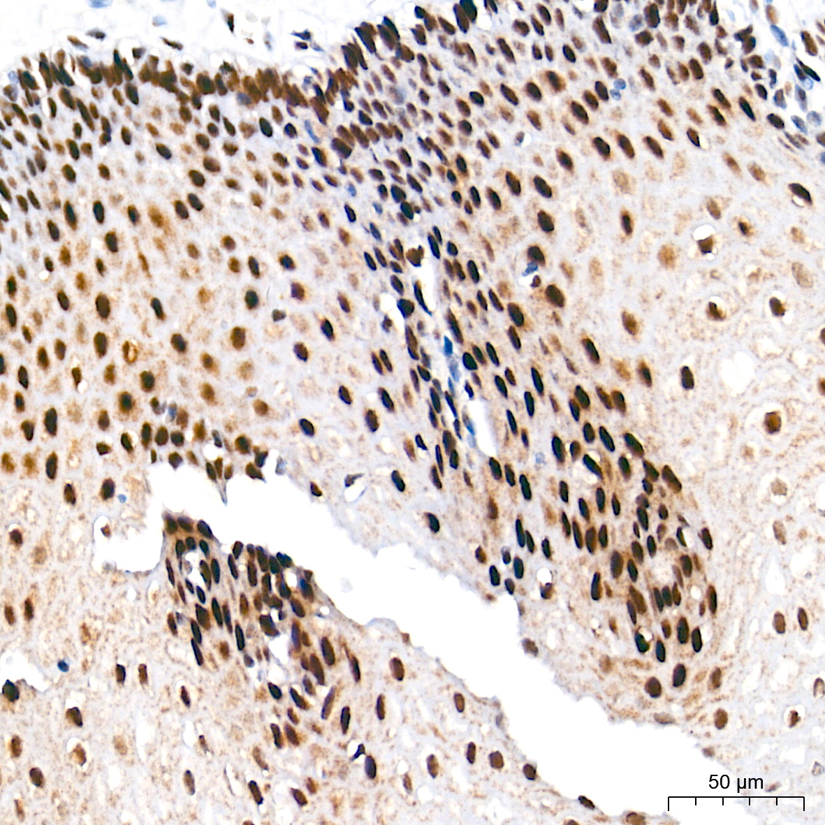 Ku70 Rabbit mAb