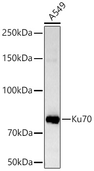 Ku70 Rabbit mAb