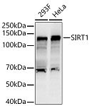 Western blot - SIRT1 Rabbit pAb (A11267)