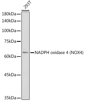 [KO Validated] NADPH oxidase 4 (NOX4) Rabbit pAb