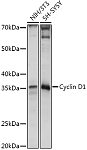 Western blot - Cyclin D1 Rabbit pAb (A11310)