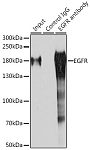 Western blot - EGFR Rabbit pAb (A11352)