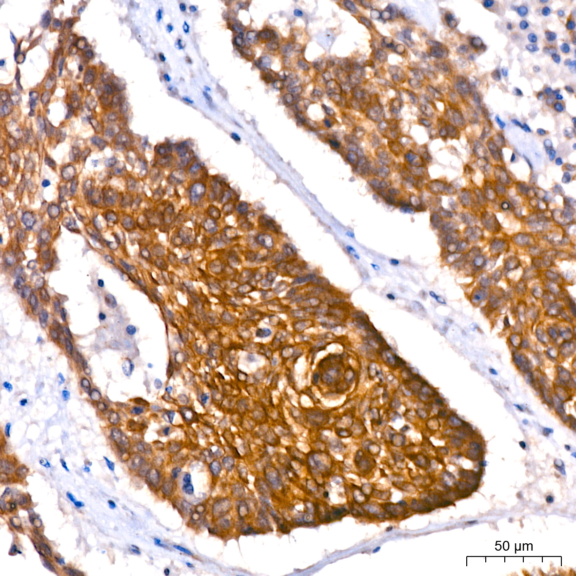 GM130 Rabbit mAb